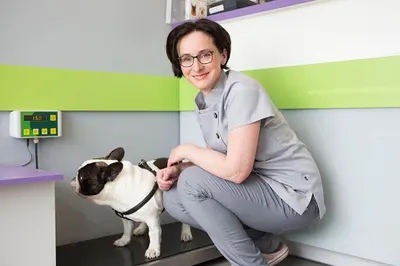 Gabinet Weterynaryjny "DINGO" Katarzyna Szafran-Borowy, Marcin Borowy s.c.